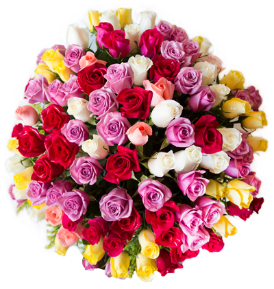 100 color roses